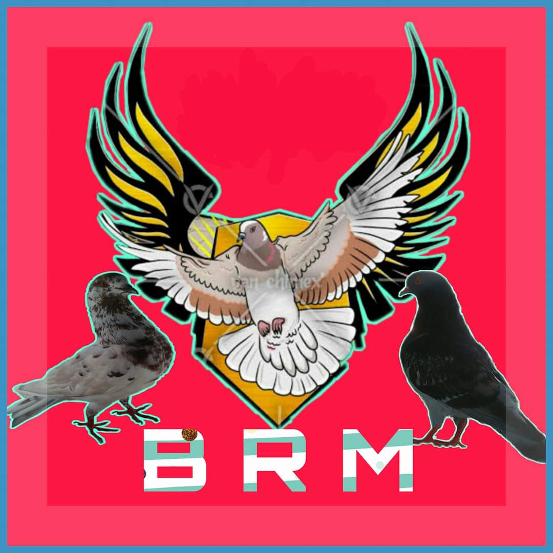 BRM  ESPORTS